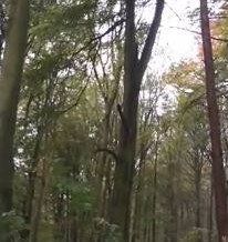 Video: Forward leaning tree. A ‘Dogs Tooth’ needed.