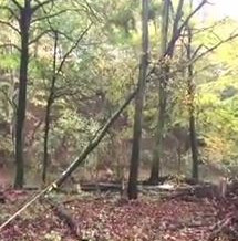 Video: Hung up tree finally falls!