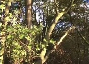 Video: Creating a hung up tree!