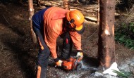 Felling & Processing Trees up to 380mm Course