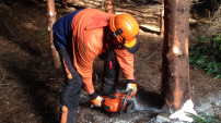 Felling & Processing Trees up to 380mm Course