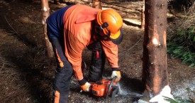 Felling & Processing Trees up to 380mm Course