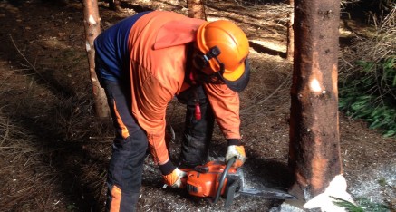 Felling & Processing Trees up to 380mm Course