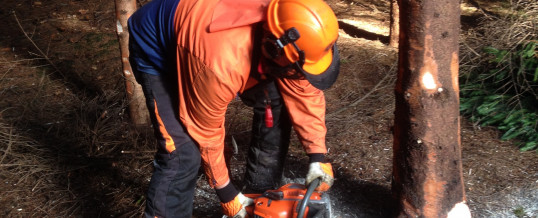 Felling & Processing Trees up to 380mm Course