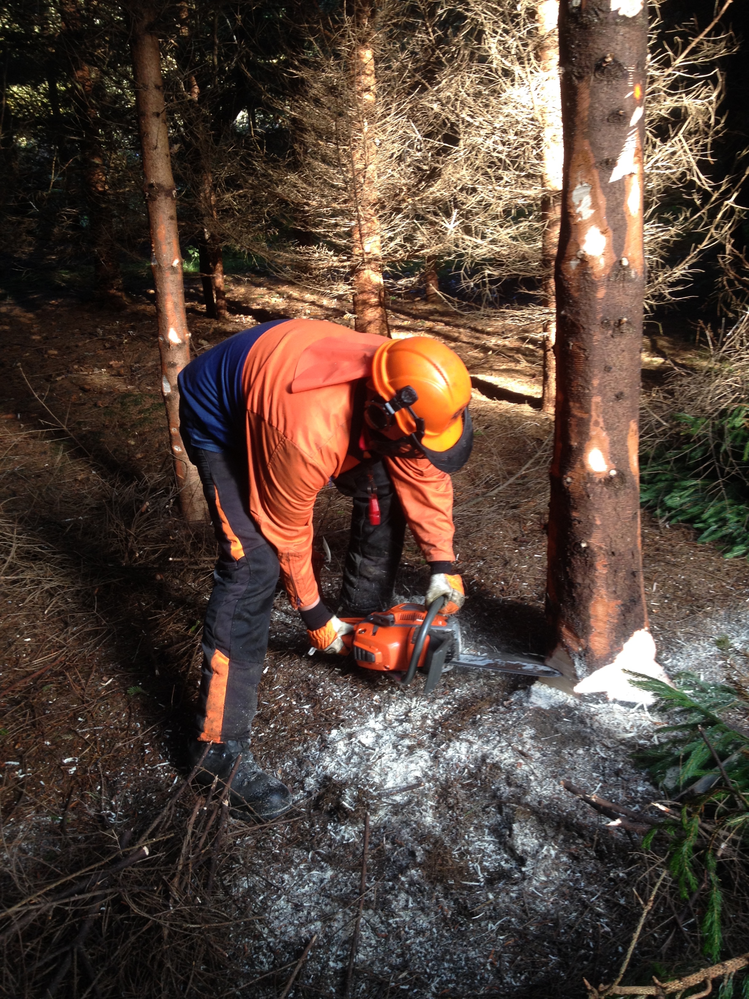 Felling & Processing Trees up to 380mm Course – ScJ Training