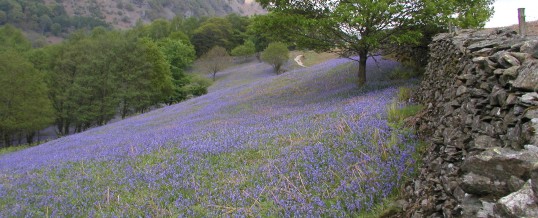 Swathes of Bluebells