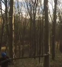 Video: Rolling out a hung up tree