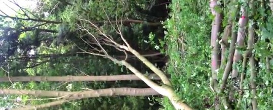 Video: Winching a hung up tree