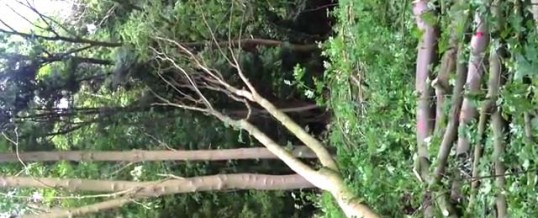 Video: Winching a hung up tree